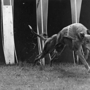 Prize Dog; Priceless Border Takes His Last Gallop Prize Dog; Priceless Border Takes His Last Gallop