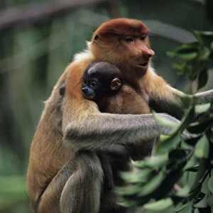 Proboscis monkey (Nasali larvatus) with young sitting on stone, Rainforest of South-Eastern Asia
