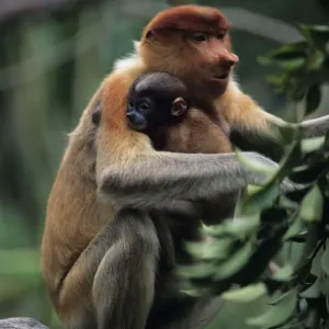 Proboscis Monkey Print with Young on Stone