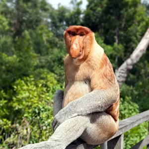 Proboscis monkey, Sabah, Borneo, Malaysia
