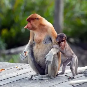 Monos proboscídeos: mamá e hijo. Sabah, Borneo, Malasia. Monos proboscídeos: mamá e hijo. Sabah, Borneo, Malasia.
