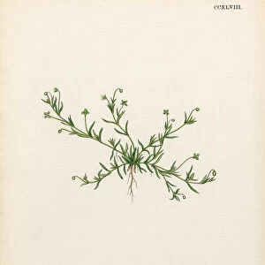 Procumbent Pearlwort, Sagina procumbens, Victorian Botanical Illustration, 1863