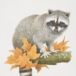 Procyon lotor, Raccoon perched on tree branch
