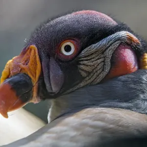 King Vulture Close-Up Print King Vulture Close-Up Print