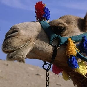 Side Profile Portrait of Camel In Full Head Dress