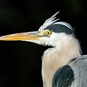 Profile portrait of a heron on black Profile portrait of a heron on black