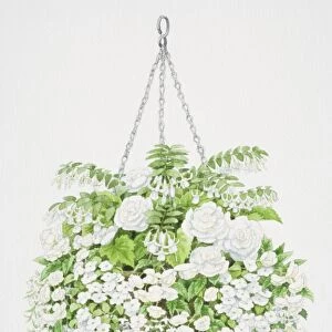 Profusion of white flowers tumbling from hanging basket, from top to bottom, bell-shaped flowers of Fuchsia, large white flowers of Begonia, small round flowers of Impatiens or Busy Lizzie and tiny flowers of Lobelia