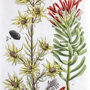 Protea plant, a 18th century botanical illustration