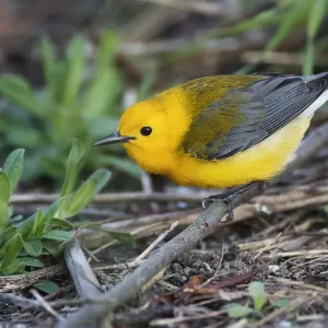 Prothonotary warbler Prothonotary warbler