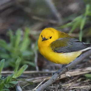 Prothonotary Warbler Spring Migration Print