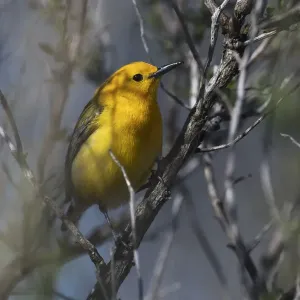 Prothonotary warbler in mid-April Prothonotary warbler in mid-April