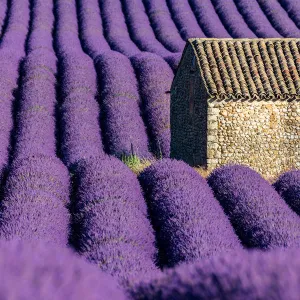 Provence, lavender flowering at Valensole Plateau