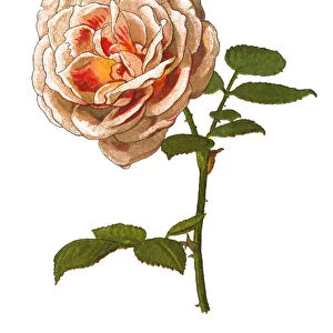 Provence rose or cabbage rose or Rose de Mai