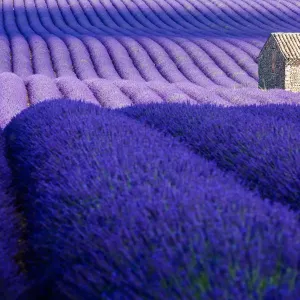 Provence Lavender Field Print Provence Lavender Field Print