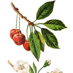 Prunus cerasus (sour cherry, tart cherry, or dwarf cherry)