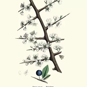 Prunus spinosa, blackthorn or sloe, Floral Victorian print