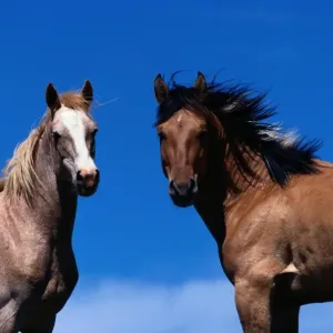 Pryor Mountain Wild Horse Range. Mustangs are a feral horse breed found in Mexico Pryor Mountain Wild Horse Range. Mustangs are a feral horse breed found in Mexico
