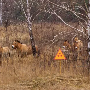 Przewalskis horse the Exclusion Zone, Chernobyl