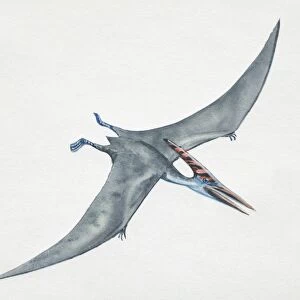 Pteranodon gliding, side view