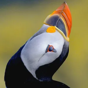 Puffin Close-up Print