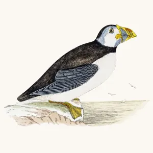 Puffin Bird Hand-Colored Engraving Print