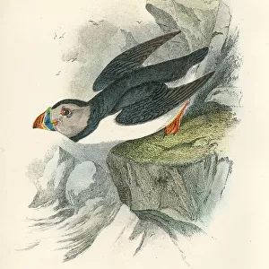 Puffin birds from Great Britain 1897