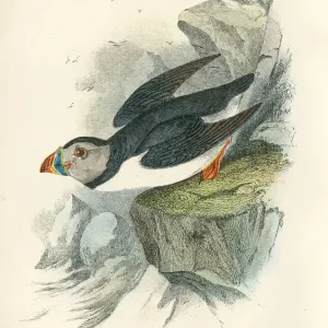 Puffin Print from Great Britain 1897
