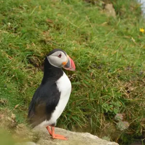 Puffin on a cliff Puffin on a cliff