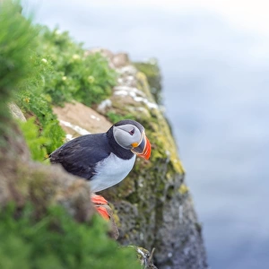 Puffin on a cliff at Latrabjarg, Iceland