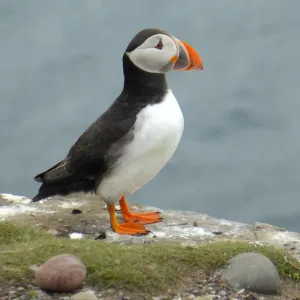 Puffin, Farne islands, England Puffin, Farne islands, England