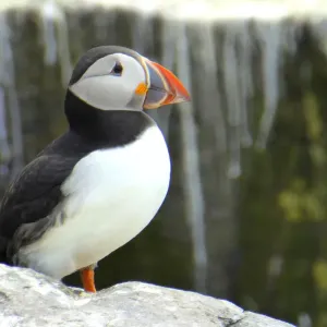 Puffin, Farne islands, England Puffin, Farne islands, England