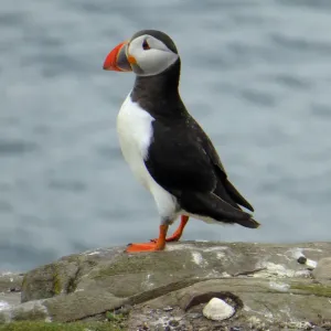 Puffin, Farne islands, England Puffin, Farne islands, England