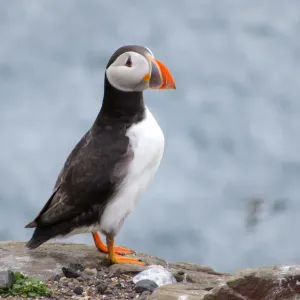 Puffin, Farne islands, England Puffin, Farne islands, England
