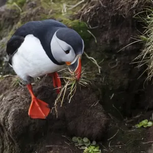 Puffin -Fratercula arctica-, Latrabjarg Peninsula, West Fjords, Iceland, Europe Puffin -Fratercula arctica-, Latrabjarg Peninsula, West Fjords, Iceland, Europe