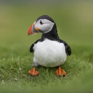 Puffin -Fratercula arctica-, Mykines, Faroe Islands, Denmark Puffin -Fratercula arctica-, Mykines, Faroe Islands, Denmark