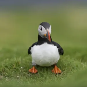 Puffin -Fratercula arctica-, Mykines, Faroe Islands, Denmark Puffin -Fratercula arctica-, Mykines, Faroe Islands, Denmark