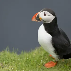 Puffin -Fratercula arctica-, Mykines, Faroe Islands, Denmark Puffin -Fratercula arctica-, Mykines, Faroe Islands, Denmark