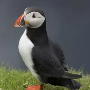 Puffin -Fratercula arctica-, Mykines, Faroe Islands, Denmark Puffin -Fratercula arctica-, Mykines, Faroe Islands, Denmark