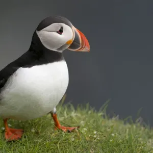Puffin -Fratercula arctica-, Mykines, Faroe Islands, Denmark Puffin -Fratercula arctica-, Mykines, Faroe Islands, Denmark
