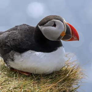 Puffin Print - Latrabjard Rock, Westfjords Puffin Print - Latrabjard Rock, Westfjords