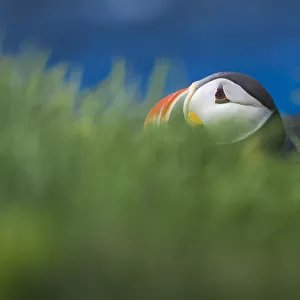 A puffin hiding in grass bush