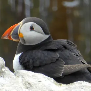 Puffin, Inner Farne, Farne islands, England Puffin, Inner Farne, Farne islands, England