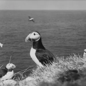 Puffin Island