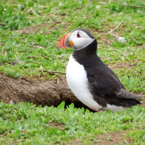 Puffin just outside its burrow, Farne islands, England Puffin just outside its burrow, Farne islands, England