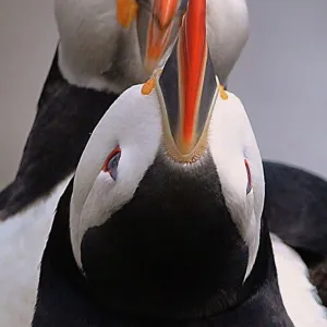 Beautiful Bird Species Metal Print Collection: Fascinating Puffins