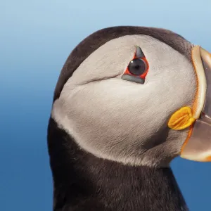 Puffin Profile