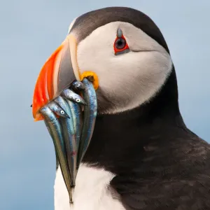 Puffin with Sand Eels Print