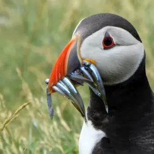 Puffin with sand eels on Staple island Puffin with sand eels on Staple island
