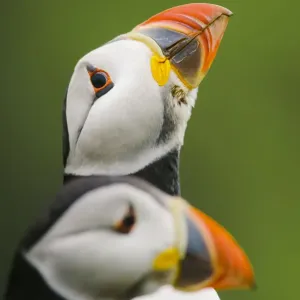 Puffin sizing up a rival Puffin sizing up a rival