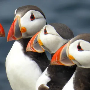 Puffins on the Farne islands